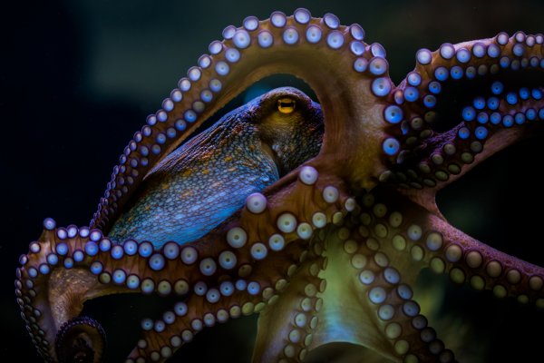 Kraken зеркала kr2web in