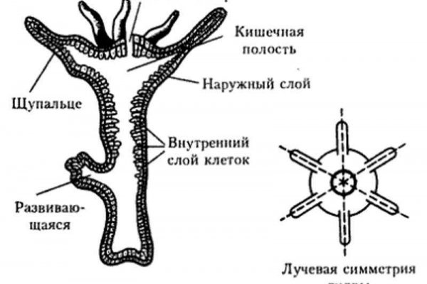 Kraken cc ссылка